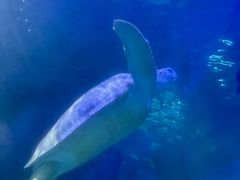 -左海海底世界