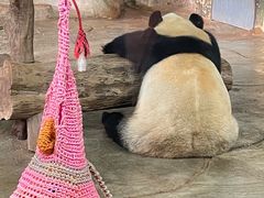 -海南热带野生动植物园