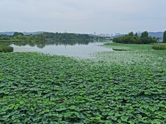 -东湖落雁景区