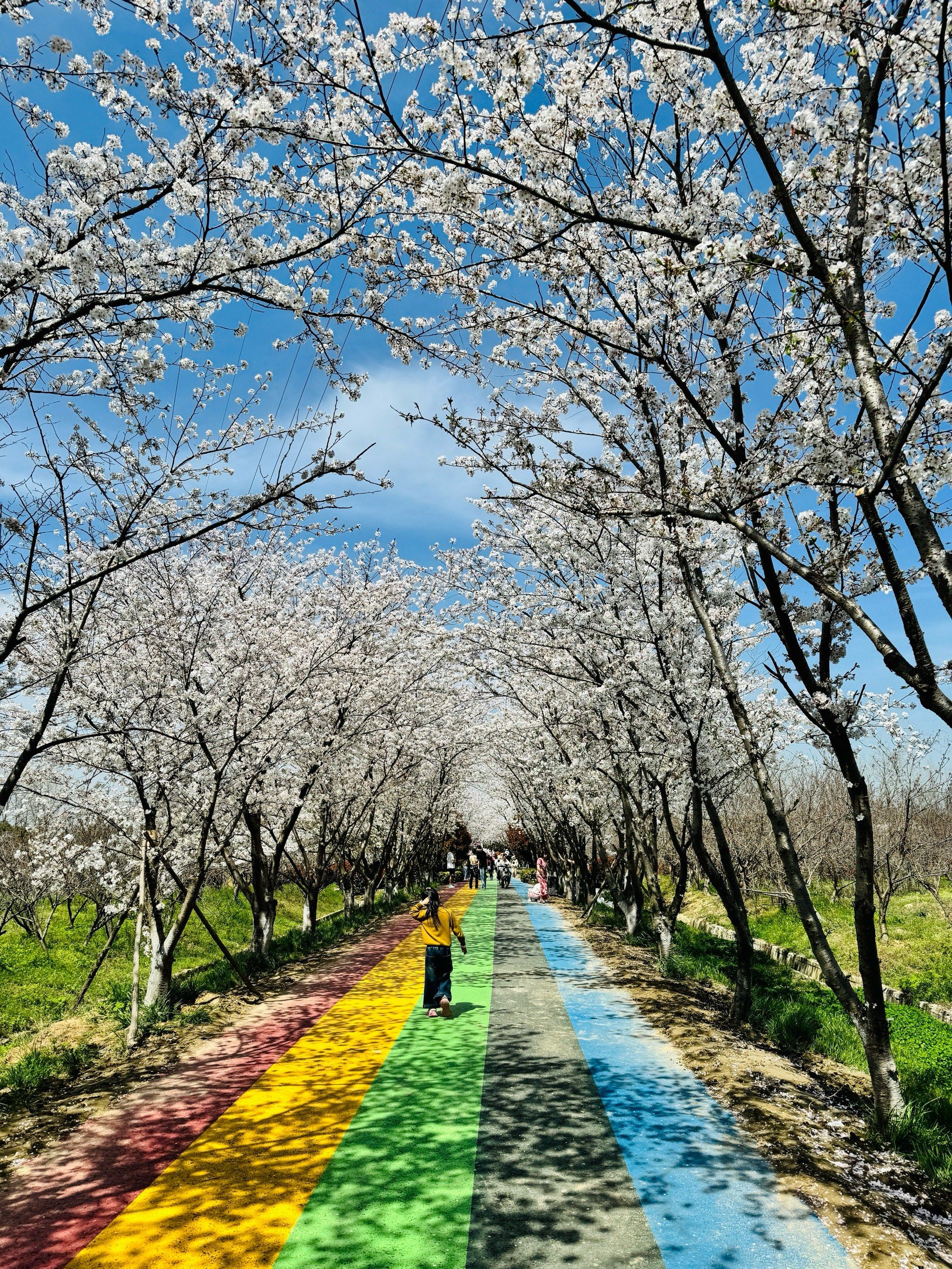 扬州樱花园 在乡下 这不输给樱花大道 绝美