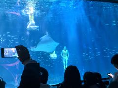 -海合安成都极地海洋公园