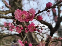 -梅花山(明孝陵内)