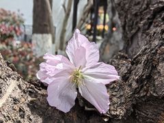 -南京市民俗博物馆(甘熙故居)