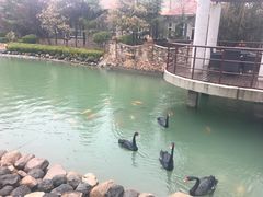 -芭东小镇温泉