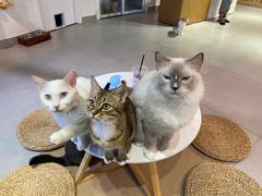 -Heymao猫咖.咖啡厅(东门店)