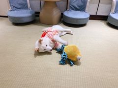 -逗柴咖啡屋·狗咖猫咖宠物桌游
