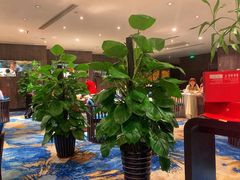 -红棉中餐厅·广州海航威斯汀酒店