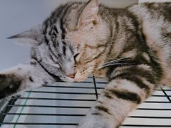 -平行世界·猫咖(首经贸店)