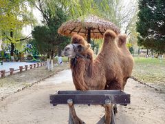 -北京野生动物园