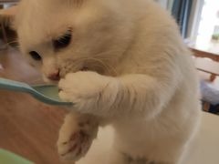 -MOYOYO猫咪咖啡店