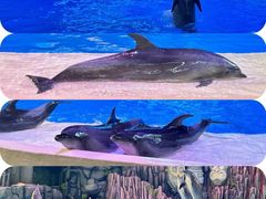 -珠海长隆海洋王国