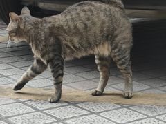 -安安宠医宠物医院·异宠·犬猫内科(岳阳分院)