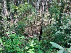 -上海佘山国家森林公园天马山园