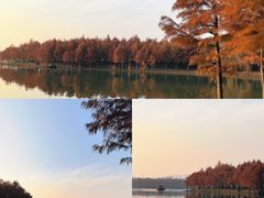 -合肥滨湖国家森林公园