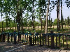 -合肥滨湖国家森林公园