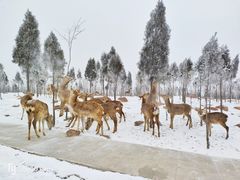 -伏羲山旅游区