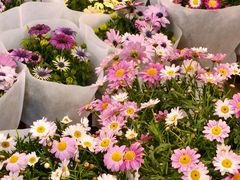 -双季花艺园艺市场(浦东店)