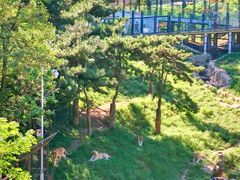 -大连森林动物园