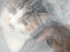-纳吉亚猫专科动物医院博雅分院