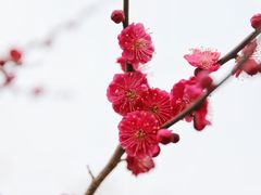 -香雪海