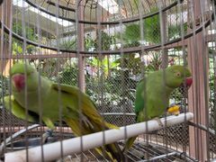 -南宫五洲植物乐园