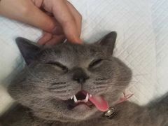 -仁华宠物医院(青羊店)