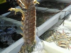 -拉威海鲜市场