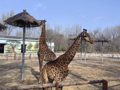 -北京野生动物园