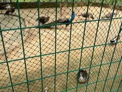 -武汉紫薇都市田园