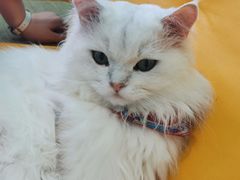 -猫在这儿猫咪咖啡馆·撸猫馆