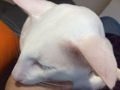 -飞行喵MR PILOT|猫舍·猫咖(静安大融城店)