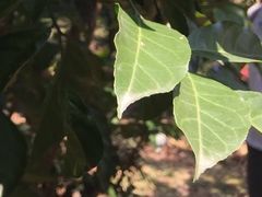 -从化深英荔枝黄皮龙眼采摘园