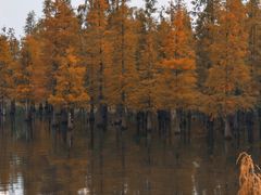 -白鹭湾湿地公园