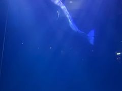 -大连圣亚海洋世界