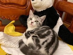 -lincat·猫舍(广州店)