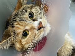 -达爱动物医院·犬猫分区·CT·复杂眼科(远洋山水分院)