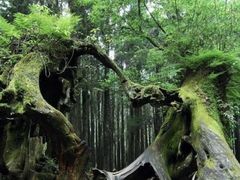 -阿里山神木遗迹