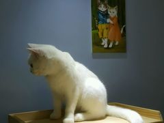 -喵的天空名猫咖啡馆·撸猫·猫舍·用品