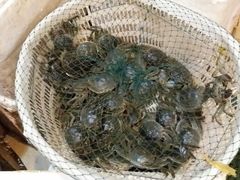 螃蟹-胶东海鲜大排档(北太平庄店)