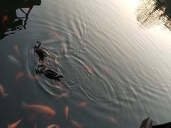 -西湖外事游船(花港观鱼码头)