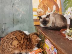 -猫小院猫主题餐厅(南锣旗舰店)