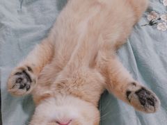 -东方名猫馆·英短金渐层布偶猫舍(环线广场1号楼店)