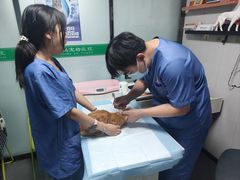-半岛宠物医院24小时(科华中路店)