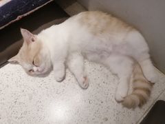 -飞行喵MR PILOT|猫舍·猫咖(静安大融城店)
