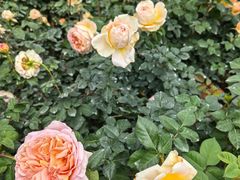 -人民公园(罗湖区)