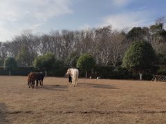 -合肥三国新城遗址公园