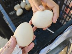 -秦皇岛野生动物园