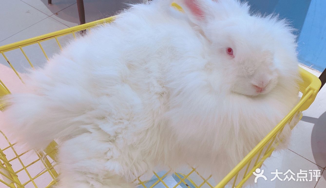 价格：45一位（三馆通玩-失恋、安哥拉兔、星空）