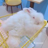 价格：45一位（三馆通玩-失恋、安哥拉兔、星空）