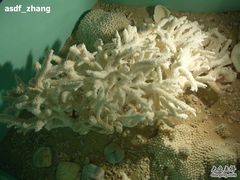 -亚龙湾中心广场·贝壳馆